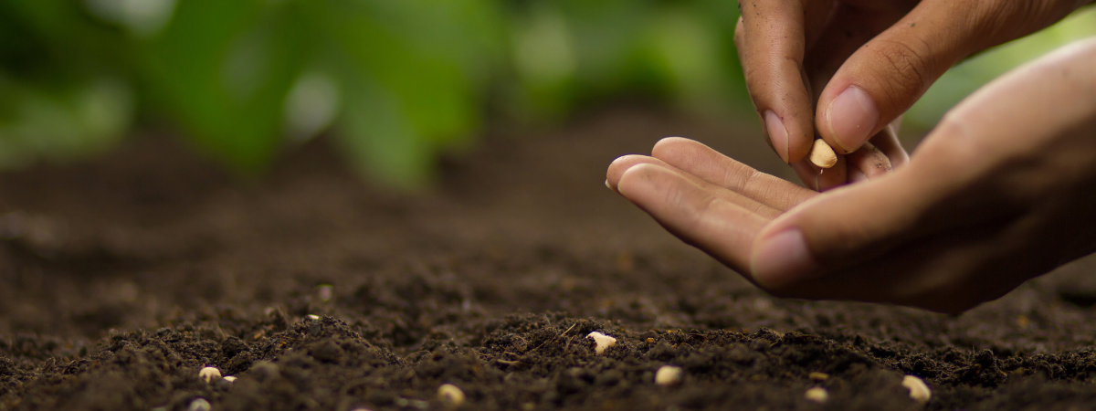 A person planting seeds in dirt.